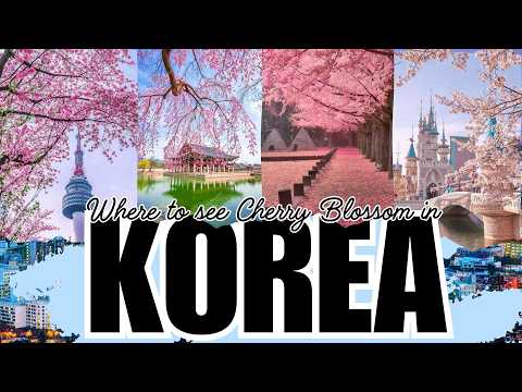 Where To See Cherry Blossoms In Korea 2026: Seoul And Beyond