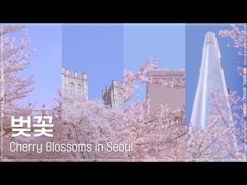 [My Soul Seoul: Season] Cherry Blossoms in Seoul