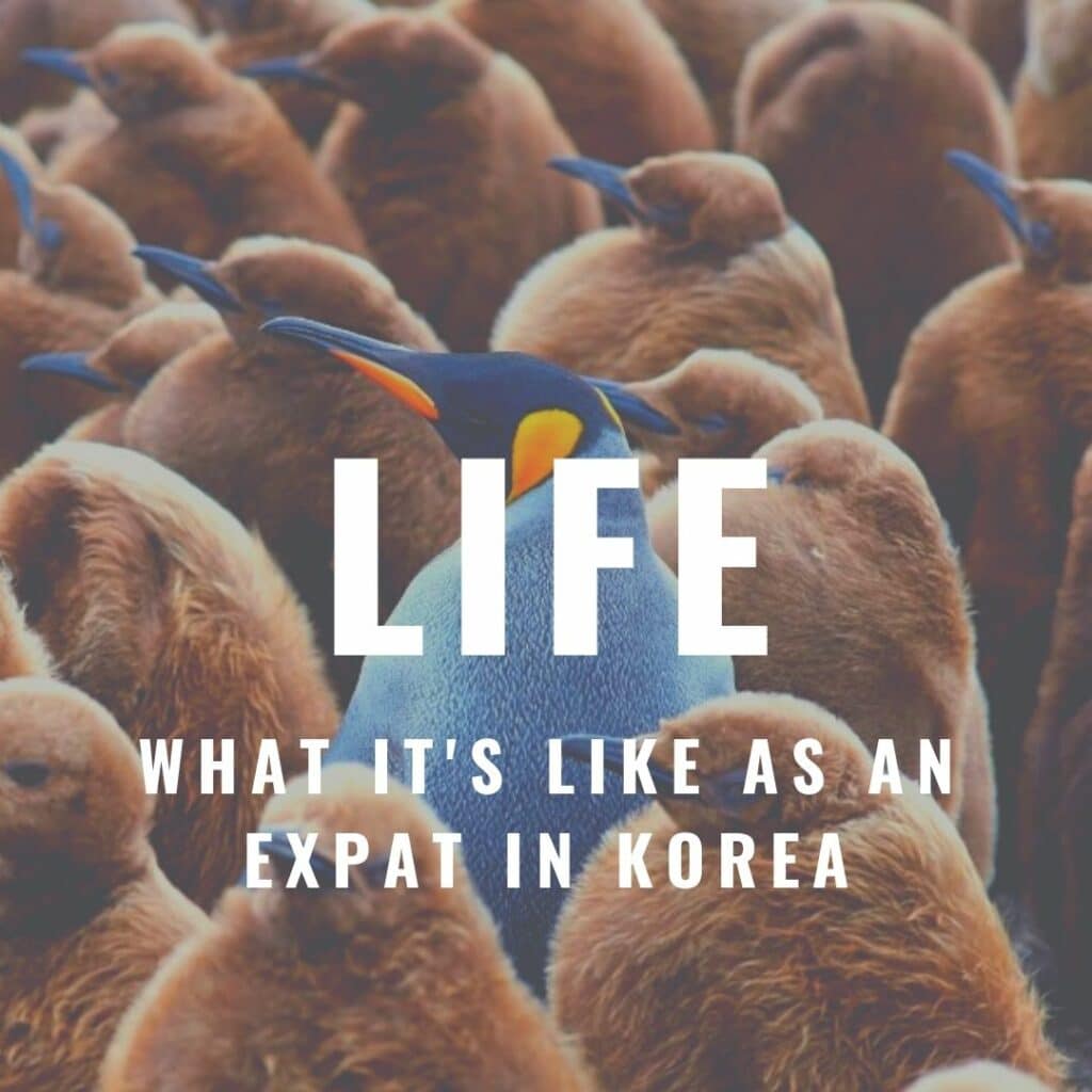 Life in Korea insights on In My Korea