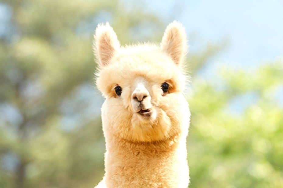 Cute alpaca