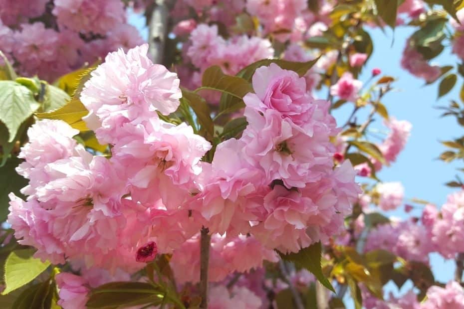 King cherry blossoms you can see hiking in Korea