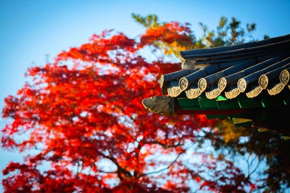 Autumn leaves in Korea