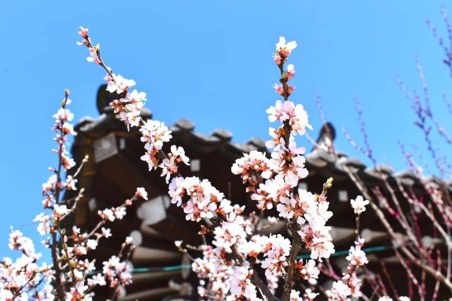 Spring blossoms with a traditional Korean hanok building