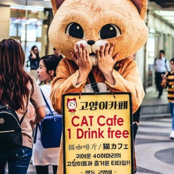 Cat Cafe advert in Seoul