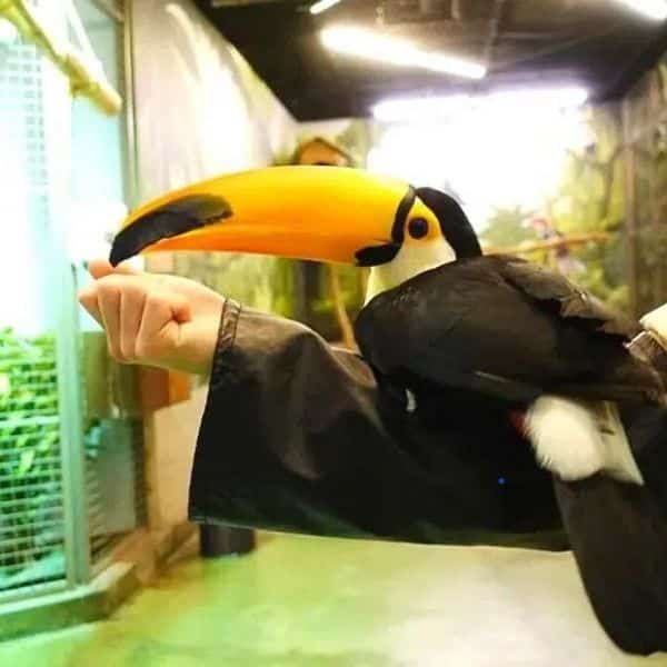 Zoolung Zoolung Indoor Animal Theme Park