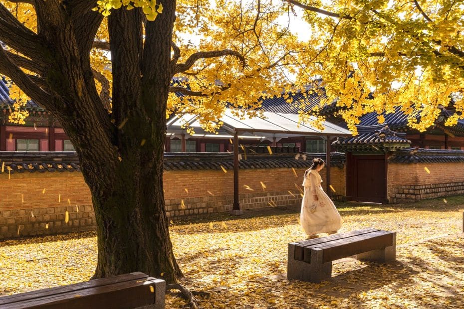 Autumn Foliage In Korea