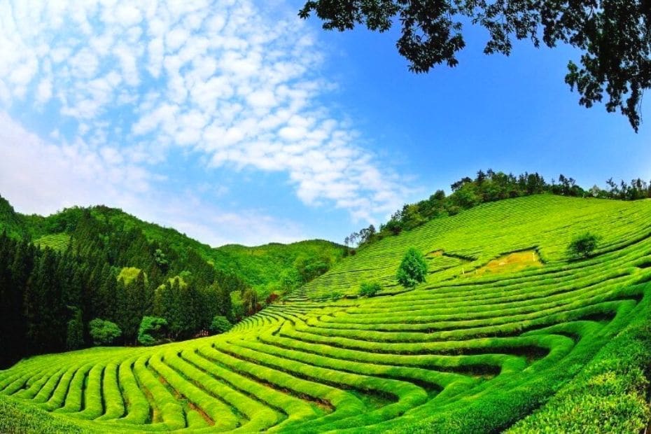 Boseong Green Tea Plantation