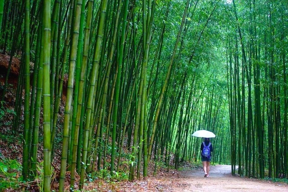 Damyang Bamboo Forest in Korea