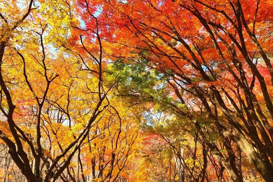 Maple Tree Tunnel at Naejangsan National Park