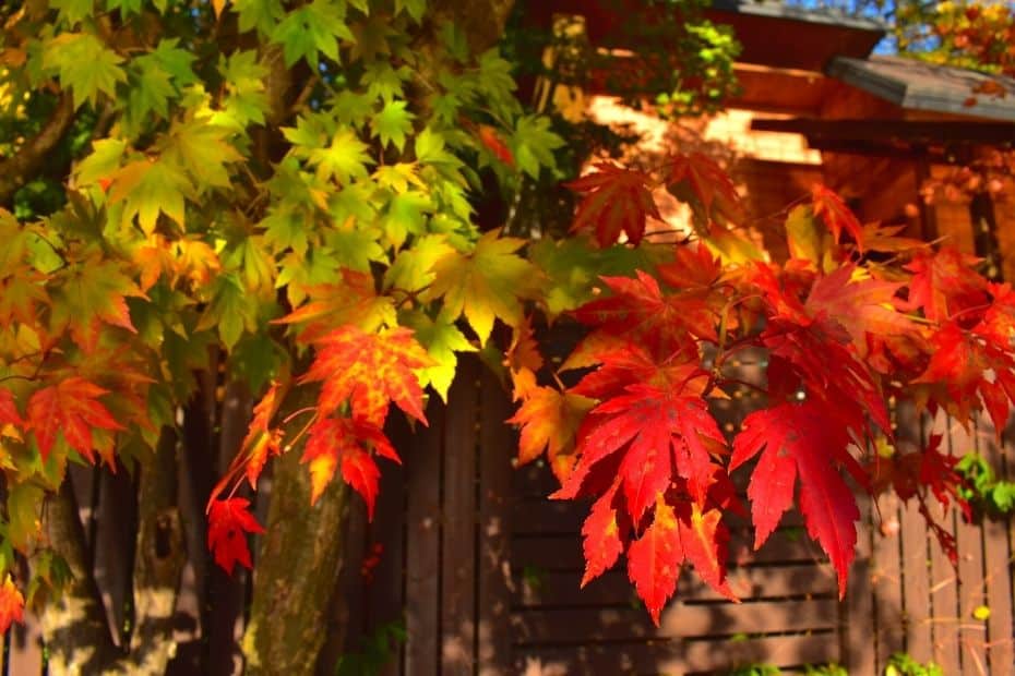 Colourful autumn leaves on Nami Island, Korea