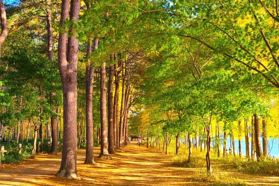 Tree lined street at Nami Island, Gapyeong