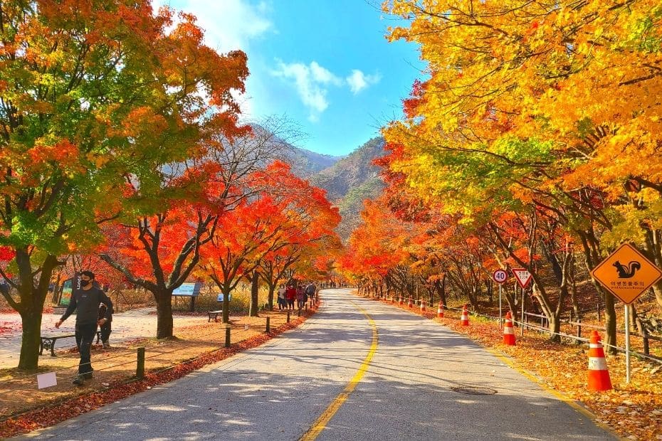 Korean Autumn Leaves Pictures from Naejangsan National Park