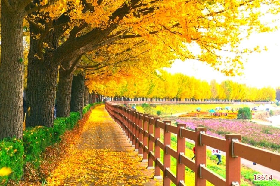 Asan Gingko Tree Road, Asan