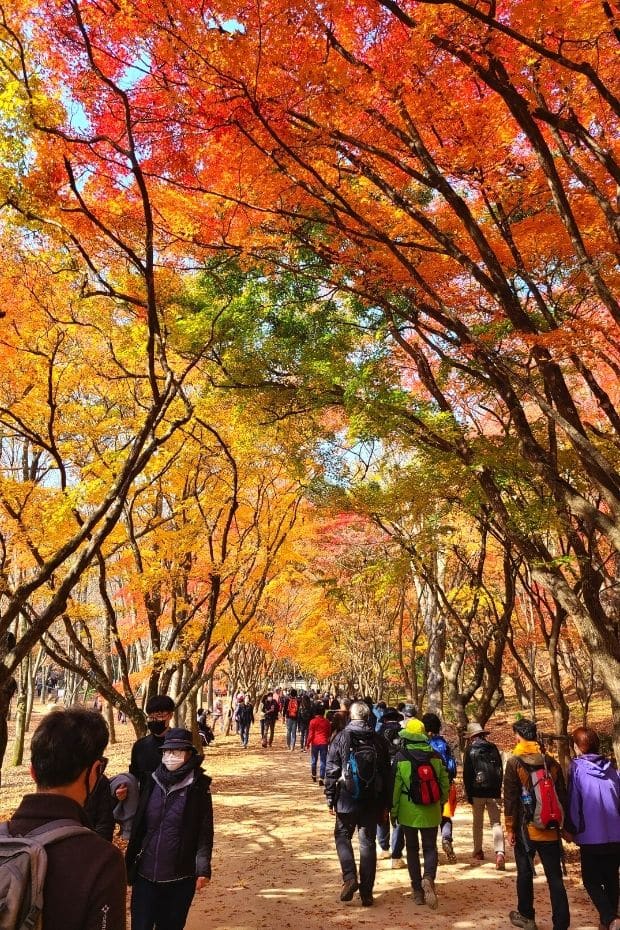 Crowds of people at Gangcheonsan Mountain, Sunchang