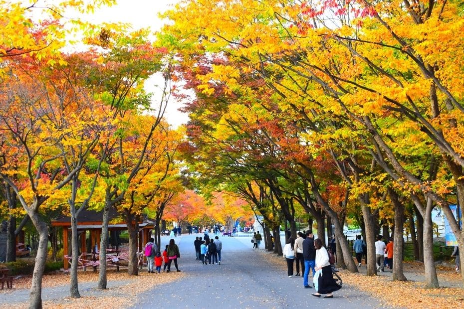 Seoul Zoo at Seoul Grand Park during autumn