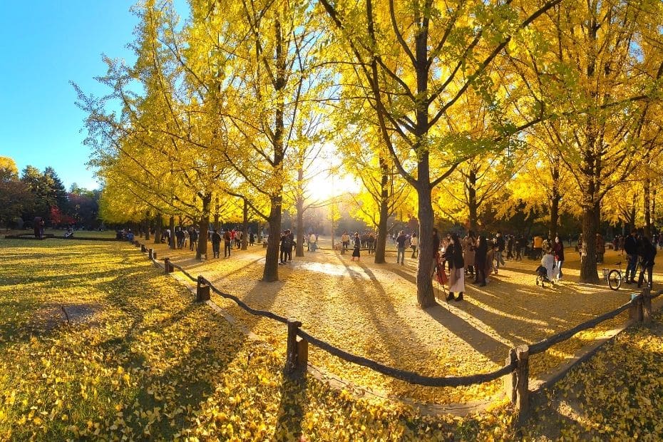 Yellow ginkgo trees at Nami Island, Korea