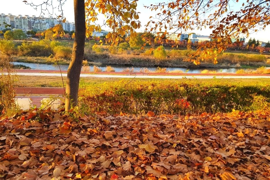 Autumn leaves in Daejeon, Korea