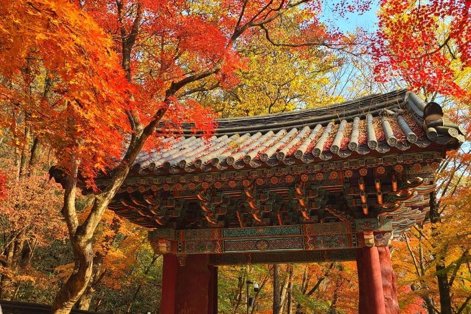 Beautiful Autumn Leaves Pictures Korean Temple Gate