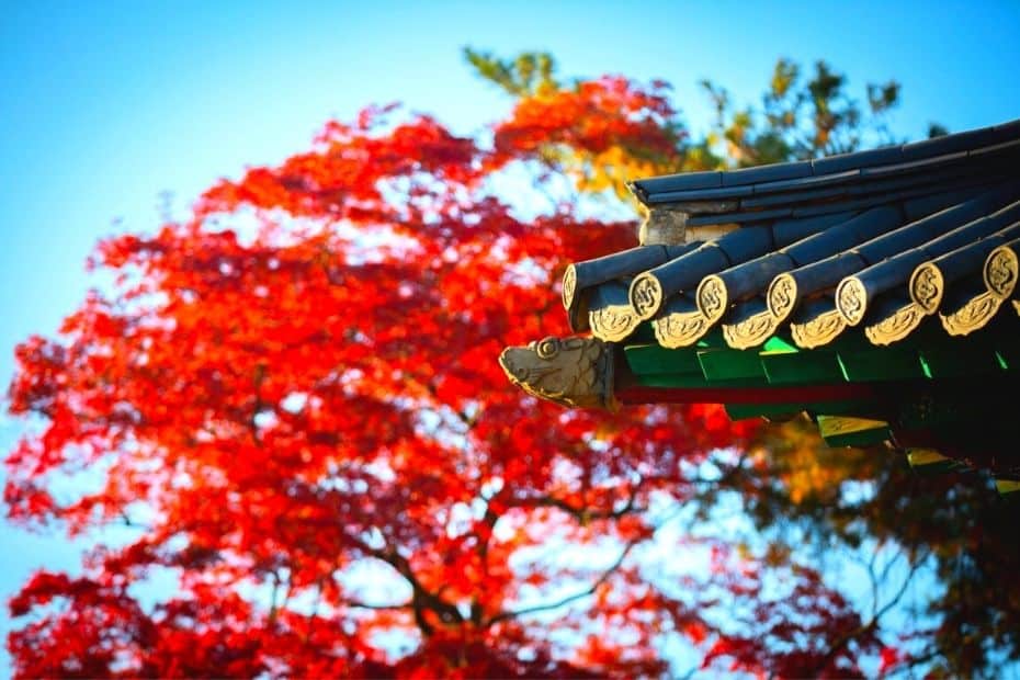 Beautiful Korean Autumn Leaves Pictures: Best Foliage 2025 20 Autumn leaves in Korea