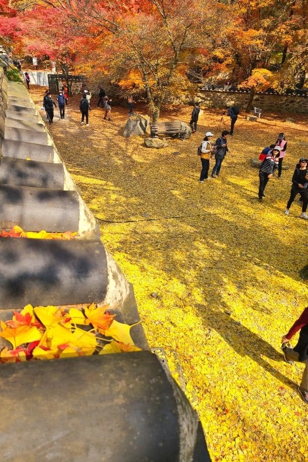 Beautiful Korean Autumn Leaves Pictures: Best Foliage 2025 21 Autumn Leaves at Naejangsa Temple at Naejangsan National Park