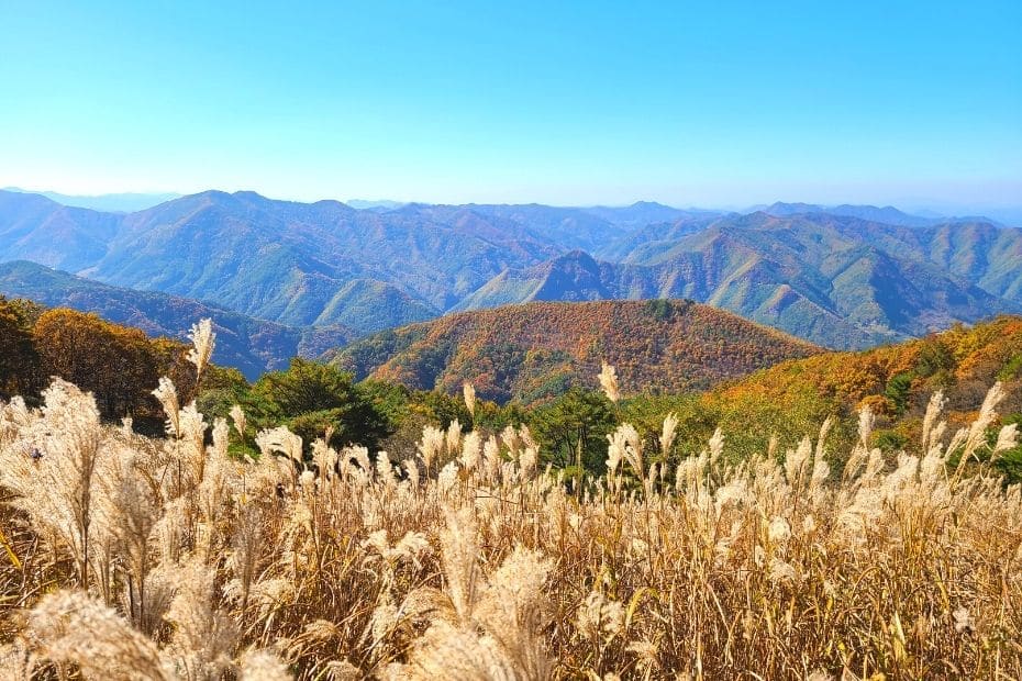 Beautiful Korean Autumn Leaves Pictures: Best Foliage 2025 39 Reeds and autumn leaves at Mindungsan Mountain, Korea