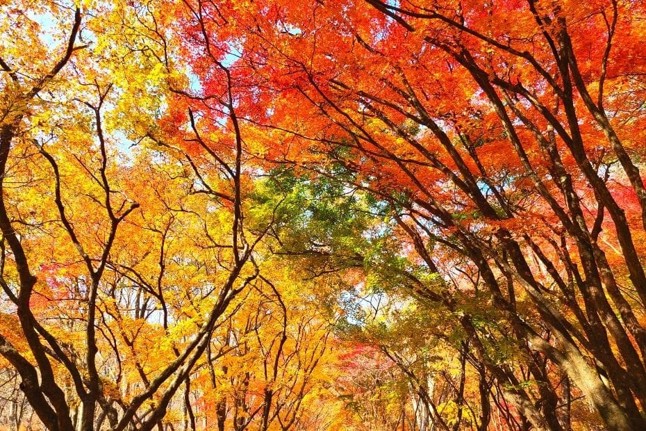 Autumn leaves in Korea with a range of colours