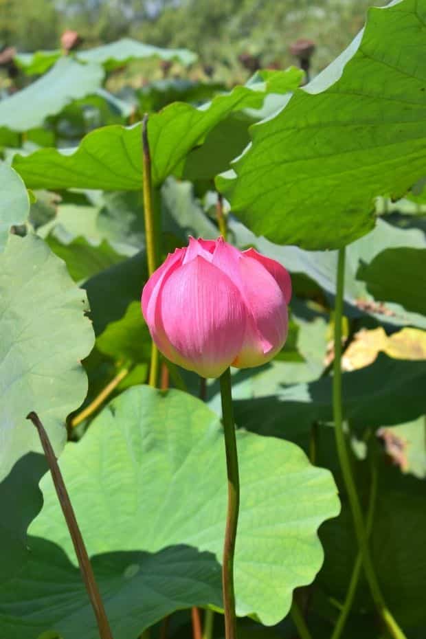 Lotus flower in Gungnamji Pond, Buyeo