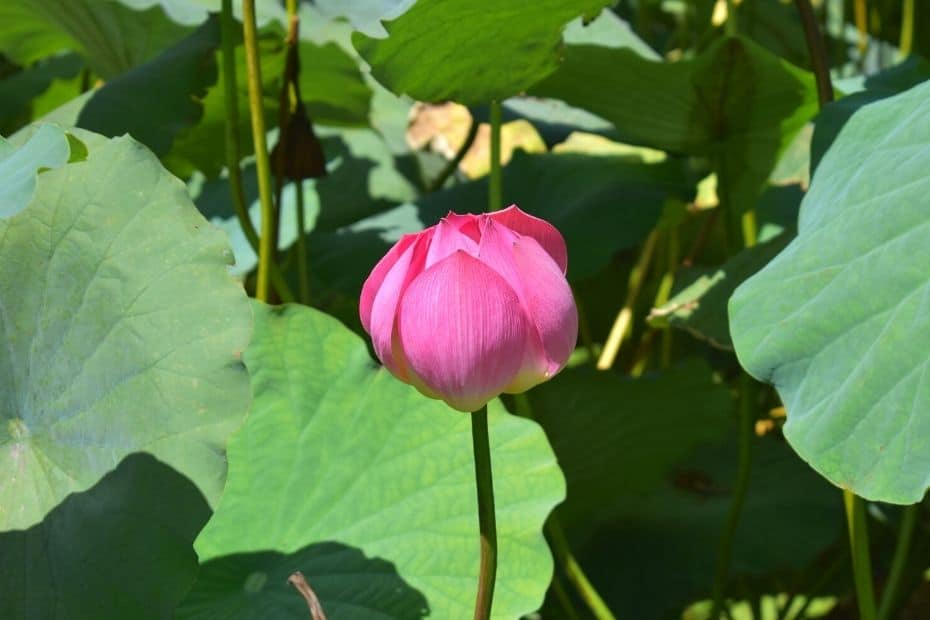 Lotus Flower amongst leaves in Gungnamji Pond