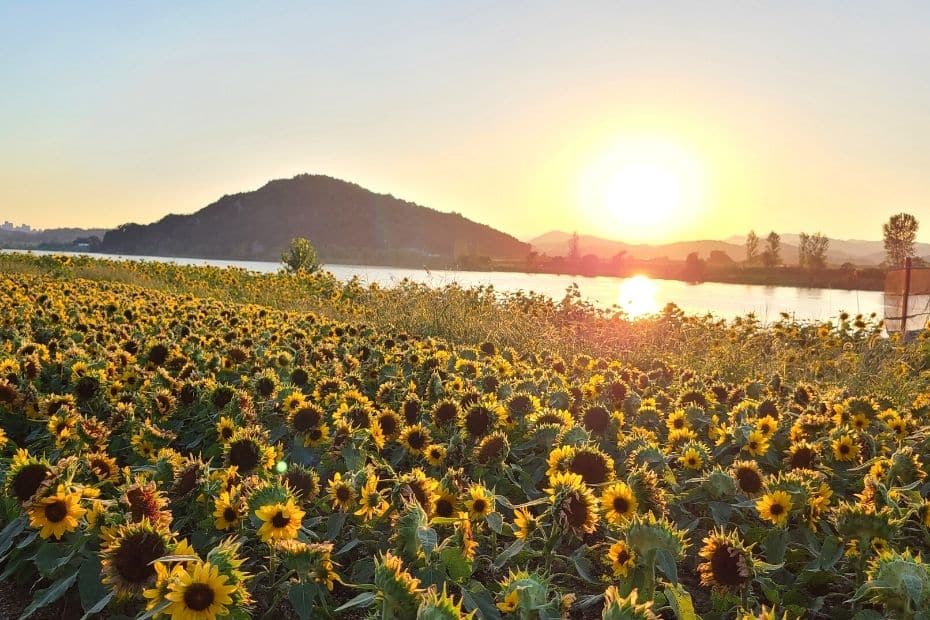 10 Things To Do In Buyeo 2025: UNESCO World Heritage City 25 Sunflowers and sunset over the Baegmagang River in Buyeo