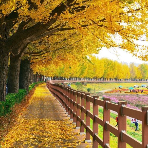 Asan Gingko Tree Road in Autumn Korea