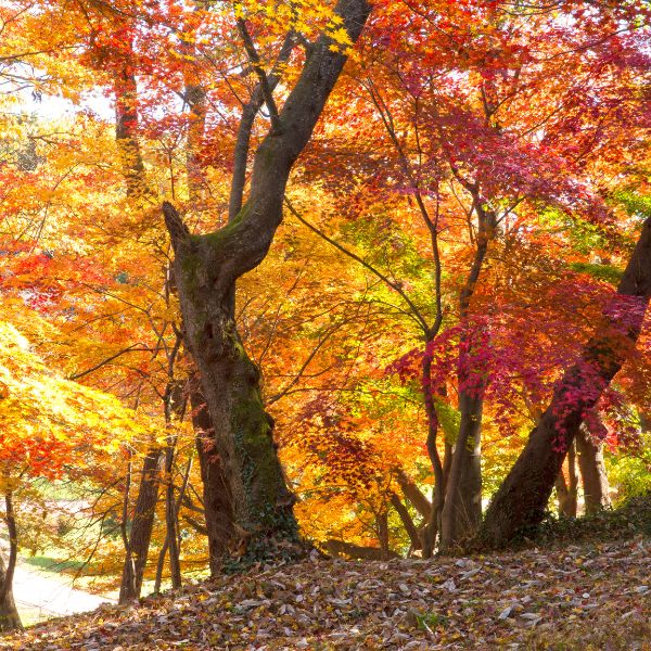 Autumn foliage at Seonunsa Temple