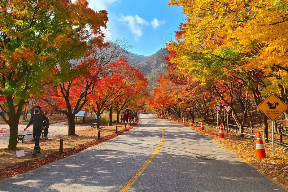 Autumn foliage in a Korean National Park