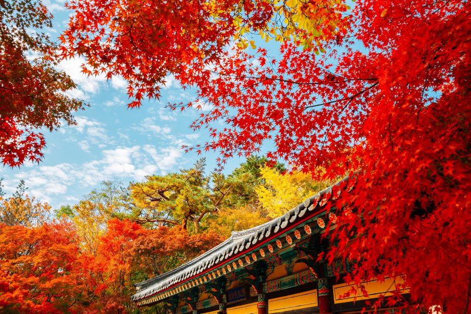 Bulguksa Temple Gyeongju In Autumn