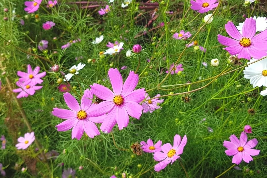 Pink cosmos flowers in Korea