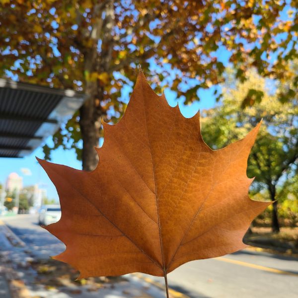 Platanus autumn foliage leaf in Seoul