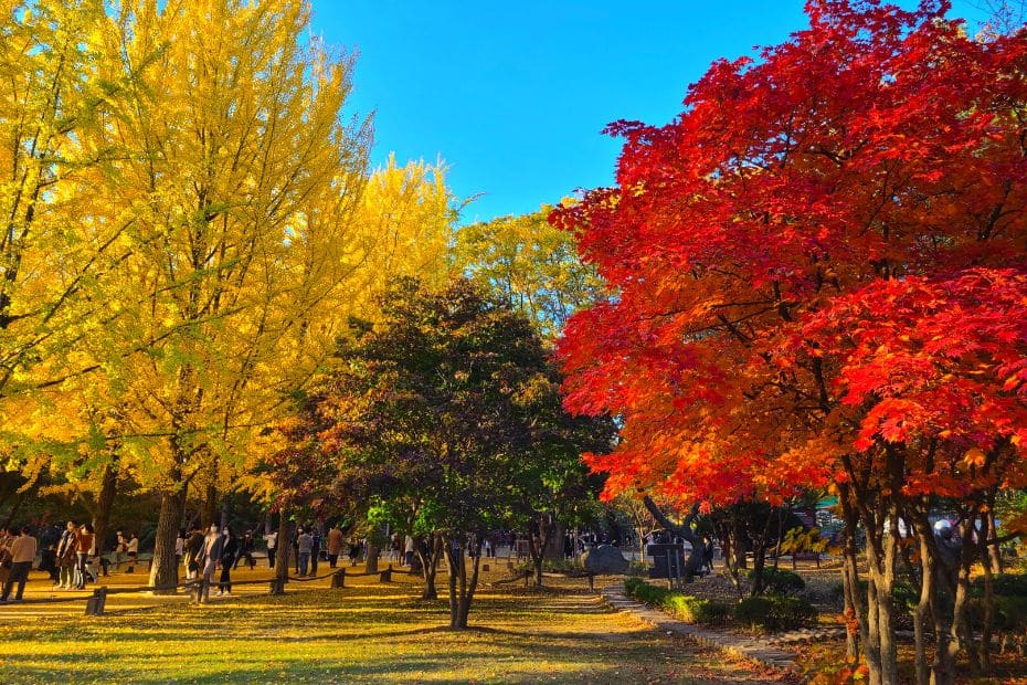 Red and yellow autumn leaves on Nami Island