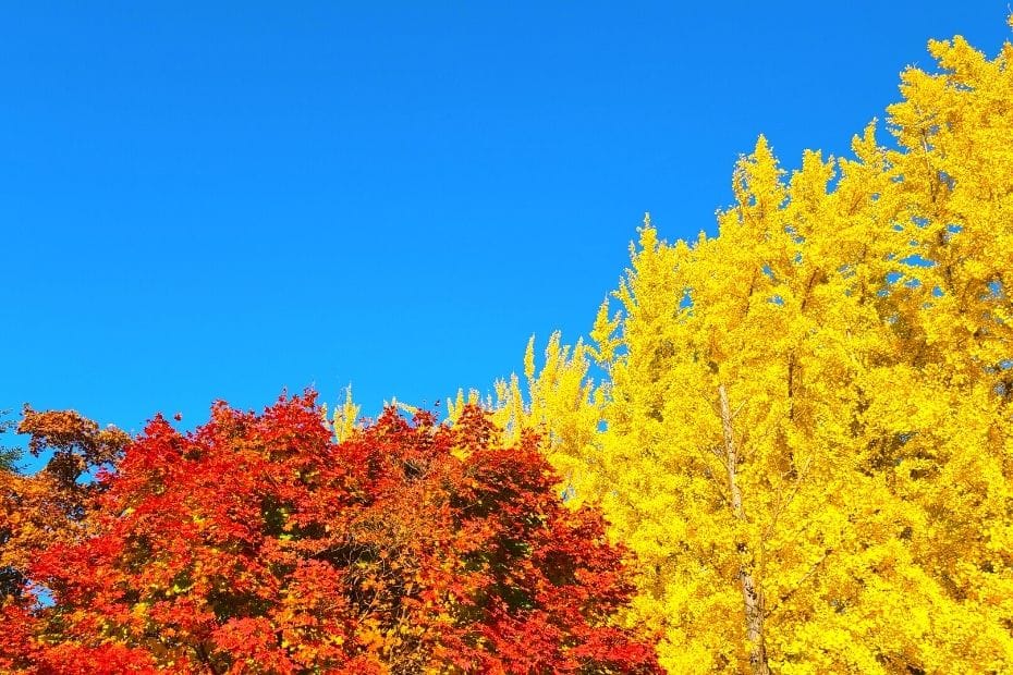 Red and yellow autumn leaves with a blue sky