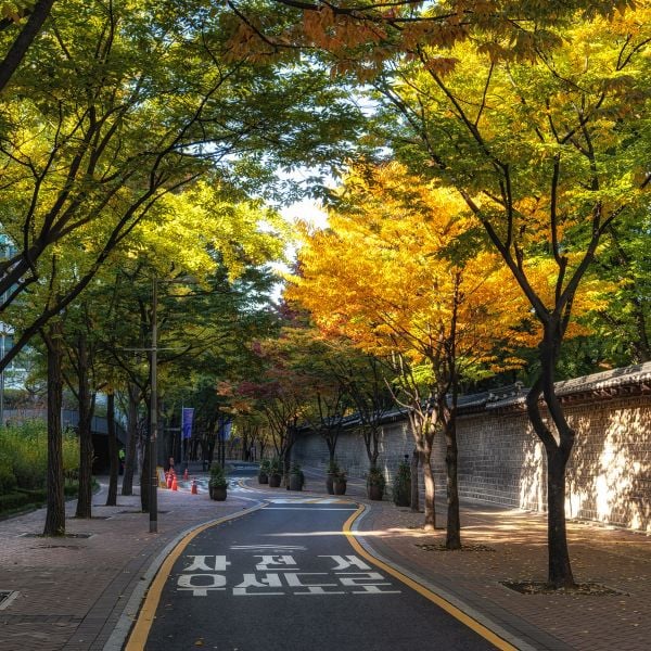 Autumn foliage at Deoksugung Palace