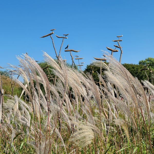 Haneul Sky Park Silver Reeds Seoul