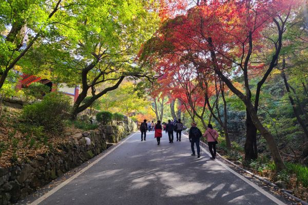 Korean Autumn Foliage Tours Korean Autumn Foliage Tours