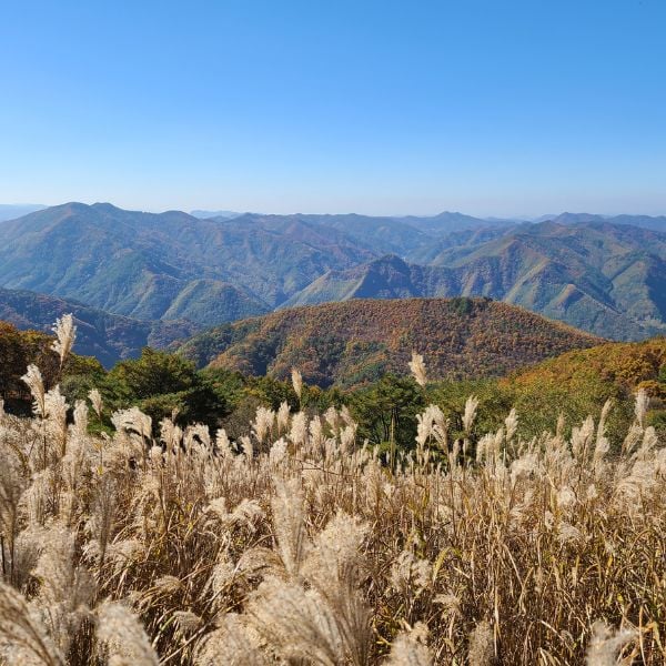 Silver reeds at Mindungsan Mountain