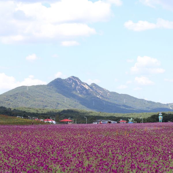Yangju Nari Park in Autumn Yangju Nari Park in Autumn