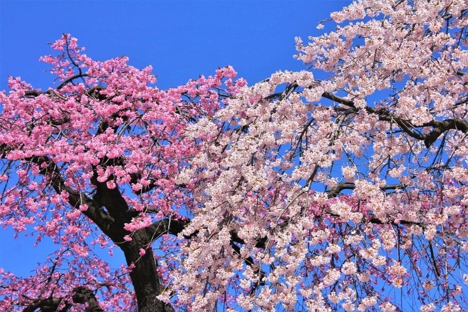 Bright cherry blossoms with blue sky