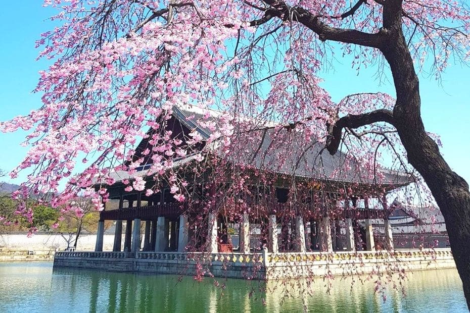 Where To See Cherry Blossoms In Korea: Complete Guide