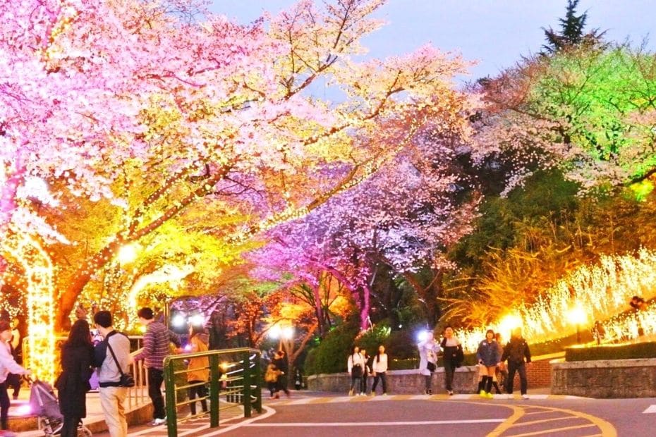 Cherry Blossoms at N Seoul Tower