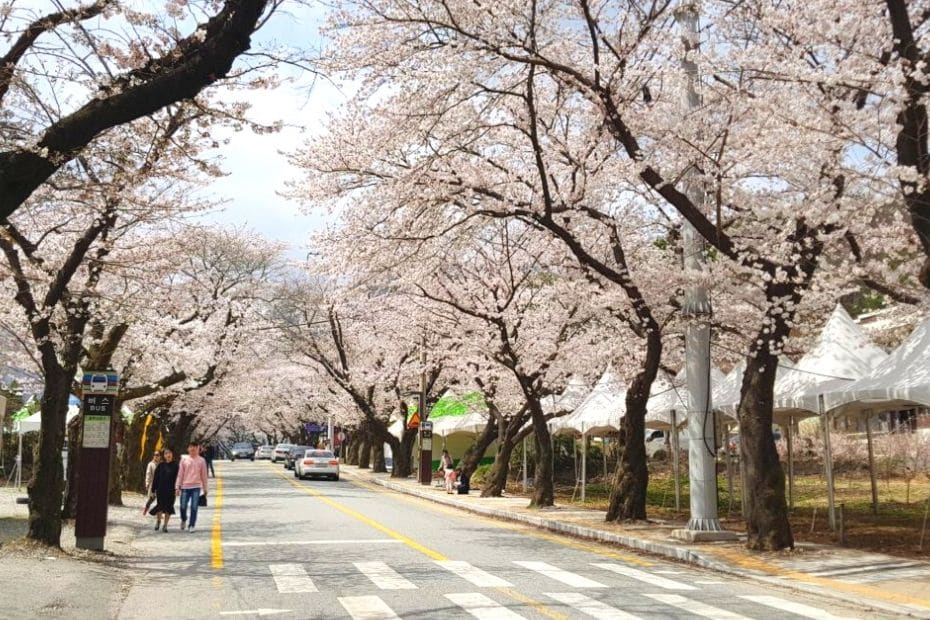 Cherry blossom festival in Daejeon, South Korea