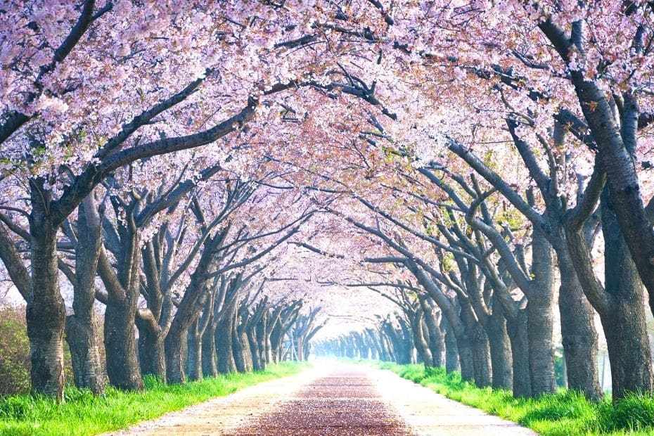 Cherry blossom path at Samnak Eco Park, Busan