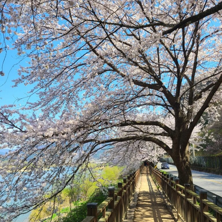 Where To See Cherry Blossoms In Korea 2024 Seoul And Beyond