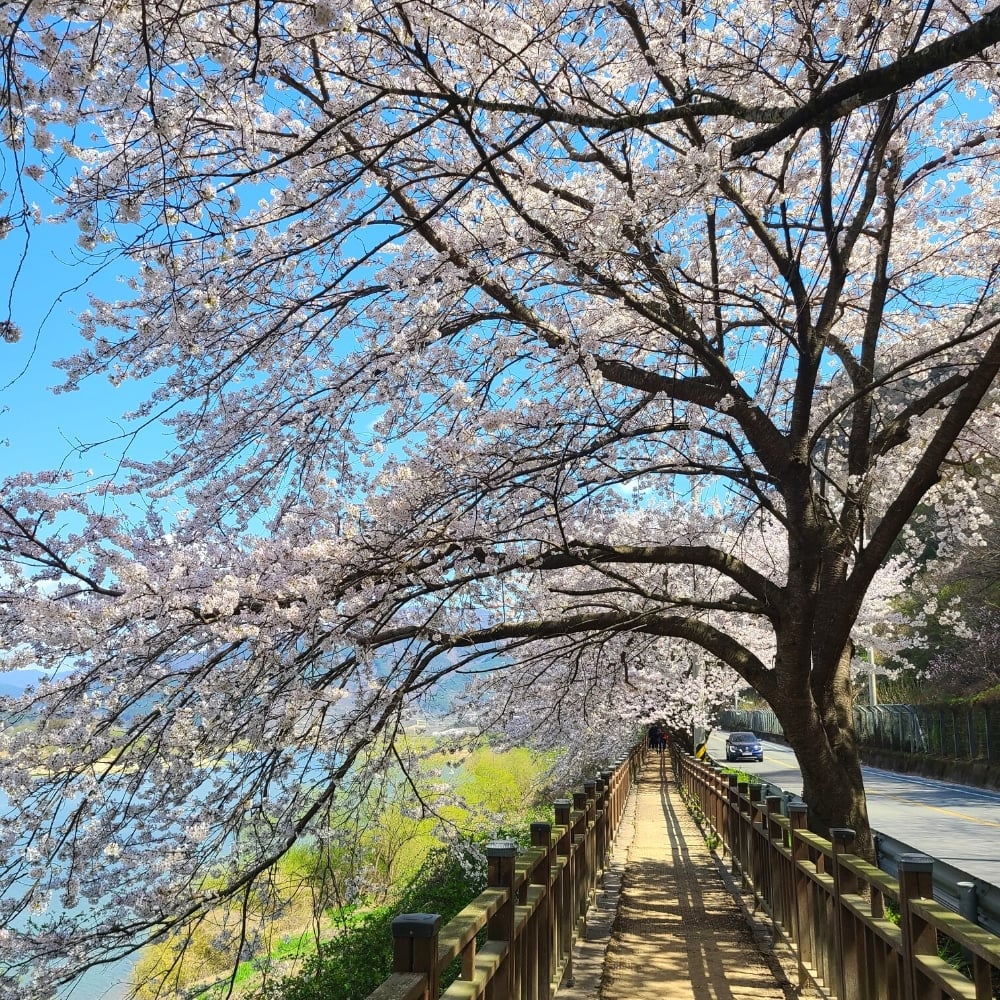 Cherry blossom pathway at Gyeongju Cherry Blossom Festival