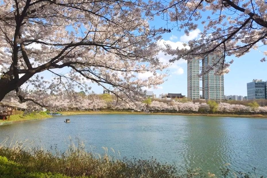 Cherry blossoms at Seokchon Lake, Seoul